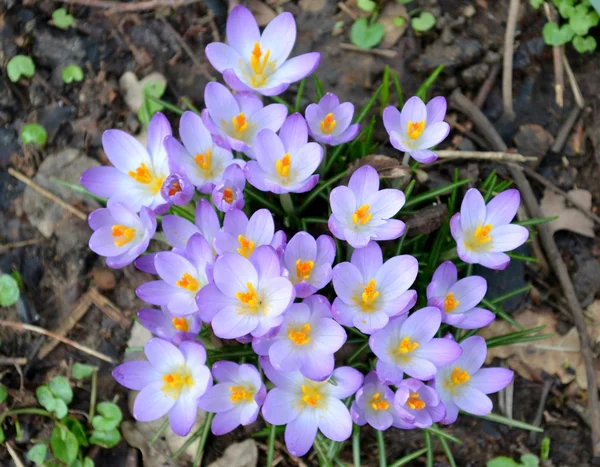 Divoké fialový Krokus — Stock fotografie