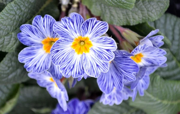 Detalj av primula blommor — Stockfoto