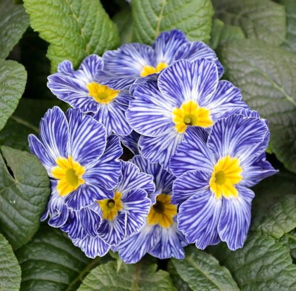 Dettaglio fiori primula — Foto Stock