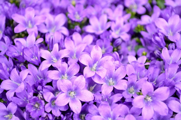 Små lila campanula blommor — Stockfoto