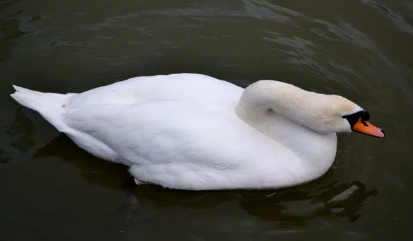 Vad swan és a víz — Stock Fotó