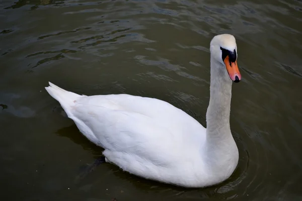 Wild swan och vatten — Stockfoto