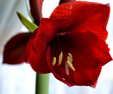 Kırmızı nergis zambağı