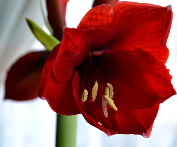 Red amaryllis — Stock Photo, Image