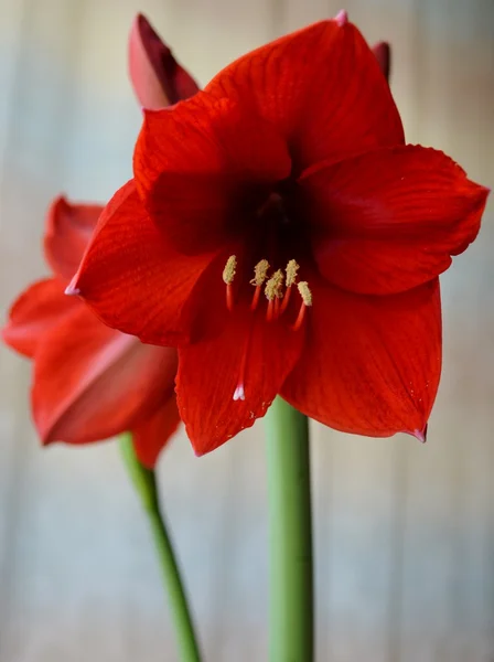 Rode amaryllis — Stockfoto