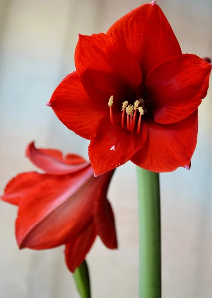 Amaryllis vermelho — Fotografia de Stock