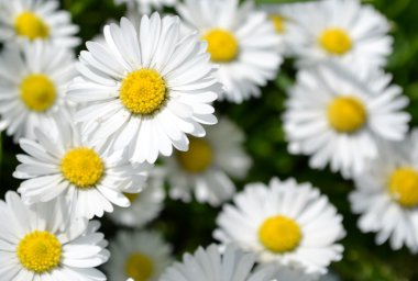 yabani papatya çiçeği