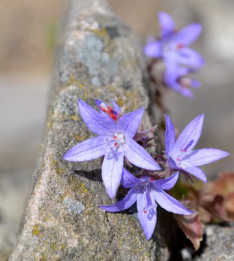 çan çiçeği çiçek