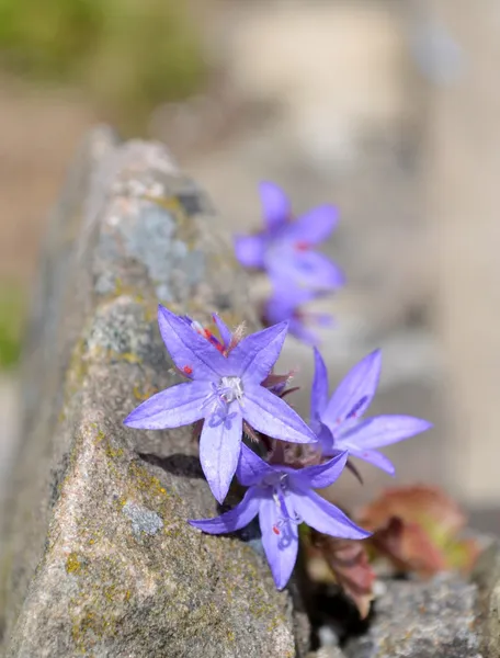 Campanula fiori — Foto Stock