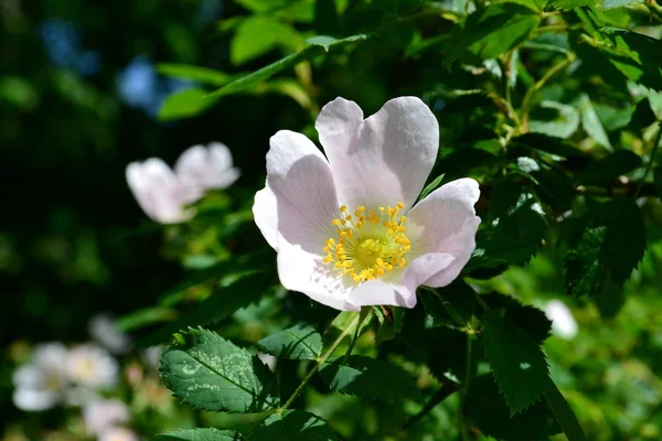 Ljusa rose — Stockfoto