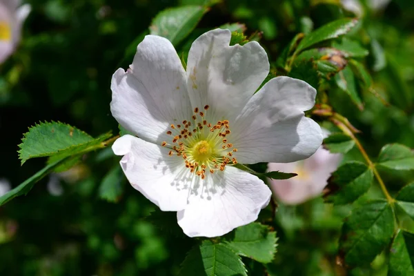 Ljusa rose — Stockfoto