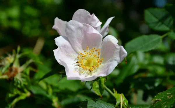 Ljusa rose — Stockfoto