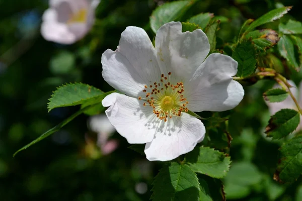 Ljusa rose — Stockfoto