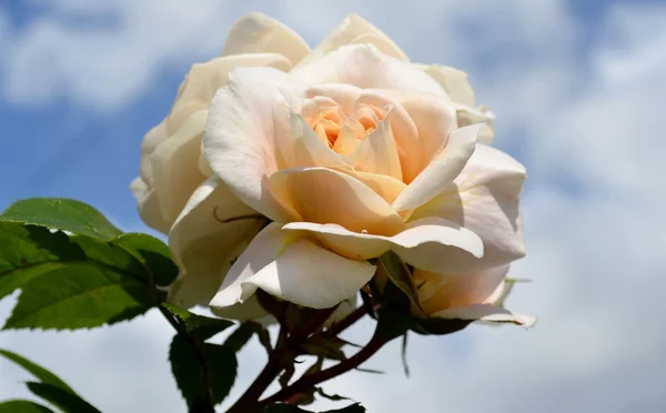 चमकदार गुलाब — स्टॉक फोटो, इमेज