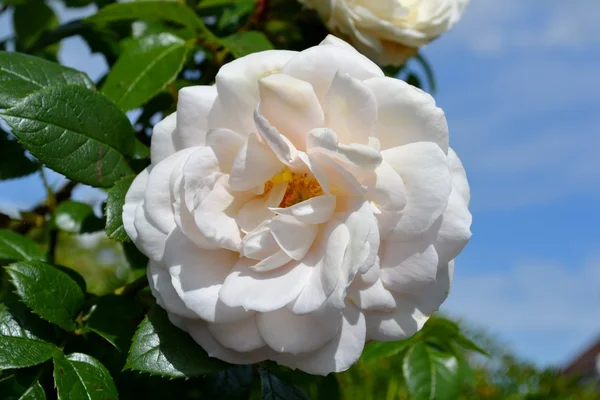 Ljusa rose Royaltyfria Stockfoton