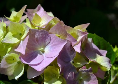 HORTENSIA çiçek ve yaprak