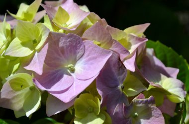 HORTENSIA çiçek ve yaprak