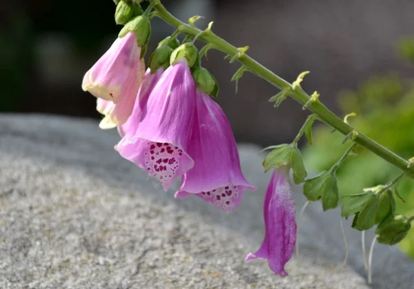 粉色毛地黄鲜花 — 图库照片