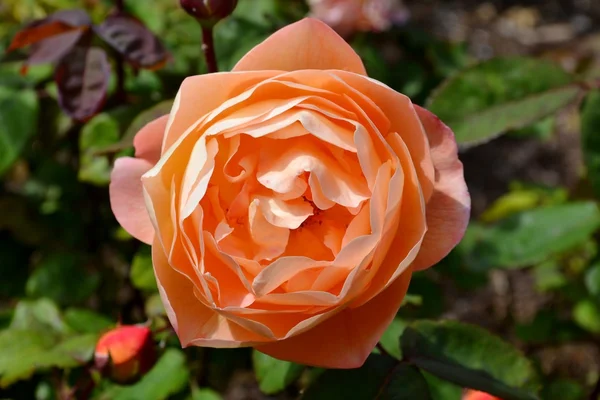 Rosa brillante — Foto de Stock