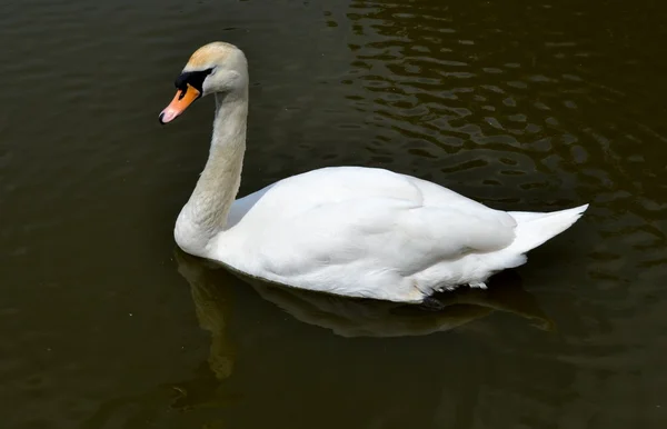 En wild swan — Stockfoto