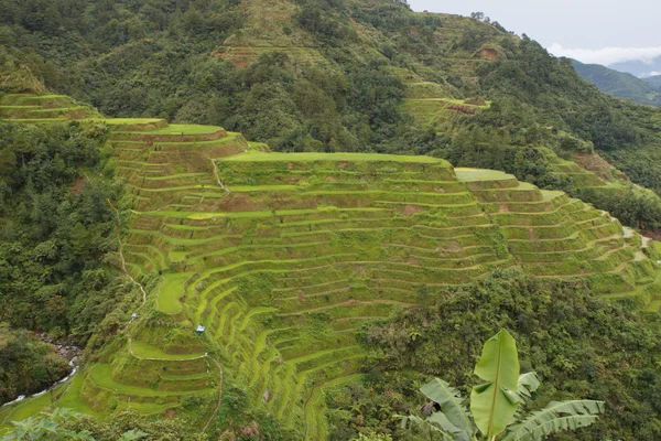 Banawe risterrasser — Stockfoto