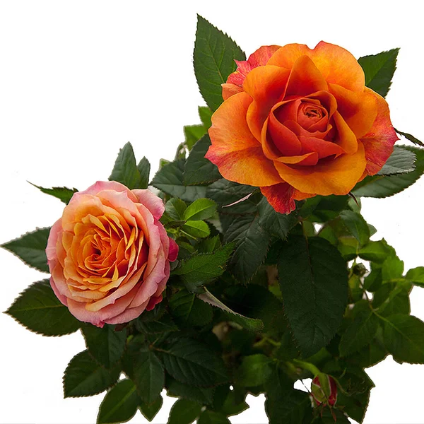 turuncu güller beyaz arkaplanda izole.