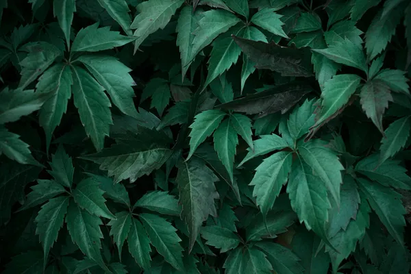 Intenzivně tmavě zelené listy divokých hroznů na podzim. Chladný smaragdový stín. Přirozený vzor. — Stock fotografie