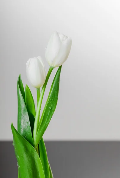Tulipa branca em fundo cinza — Fotografia de Stock