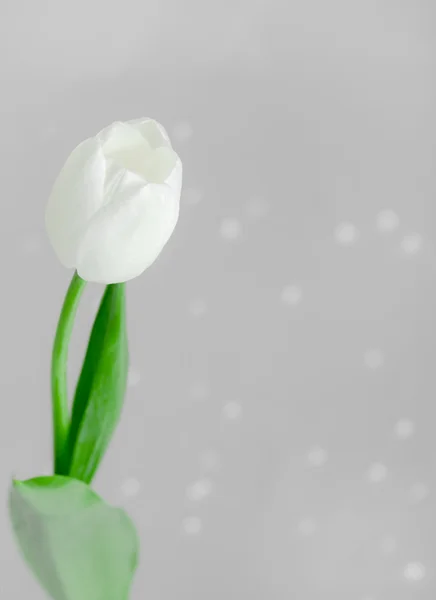 White Tulip on Grey Background — Stock Photo, Image