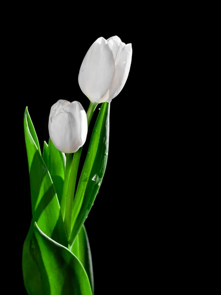 Tulipano bianco su sfondo nero — Foto Stock