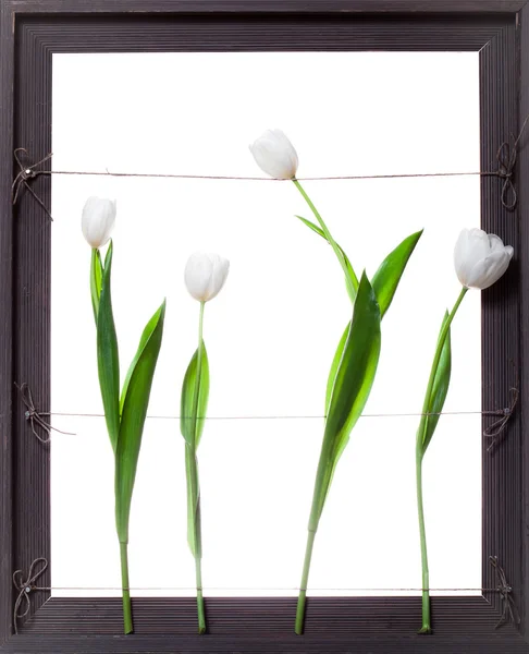 Білі тюльпани квіти в сіра рамка — стокове фото