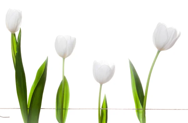 White Tulips Family — Stock Photo, Image