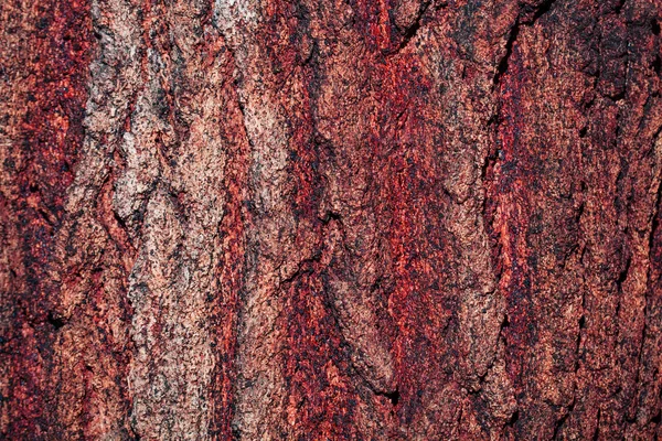 Pine Bark — Stock Photo, Image