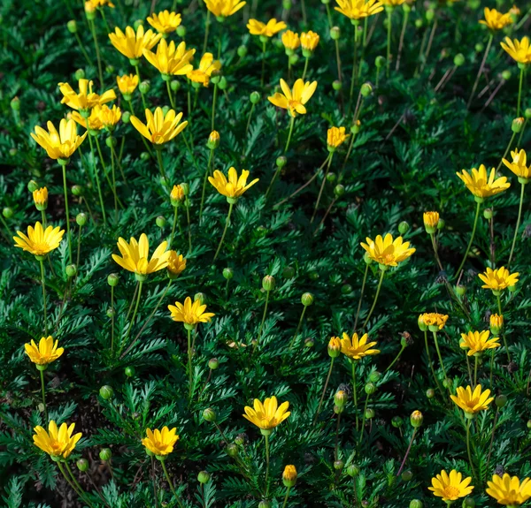 Sárga vadvirágok — Stock Fotó