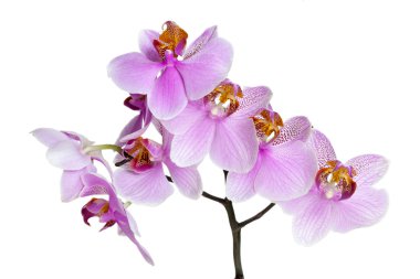 Orkide çiçek pembe