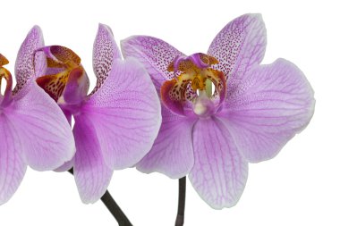 Orkide çiçek pembe