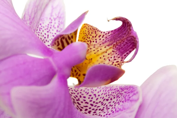 蘭の花ピンクのフラグメント — ストック写真
