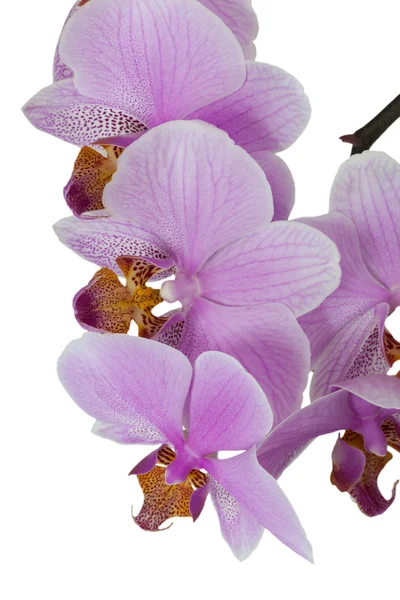 Orchidej květina růžová — Stock fotografie