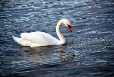Dilsiz kuğu (Kuğu rengi))