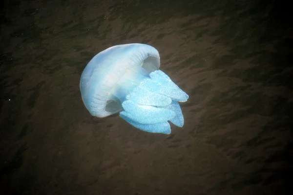Peixe-geleia azul — Fotografia de Stock