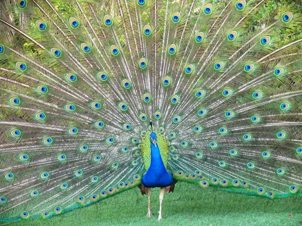 A Dancing Peacock — Stock Photo, Image