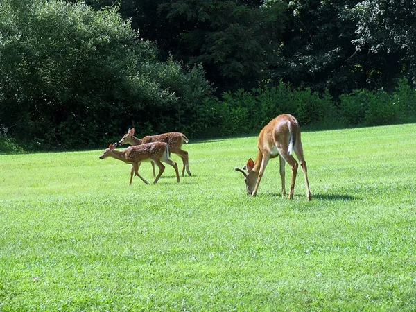 bir geyik aile çimenlerin üzerinde yiyecek arama