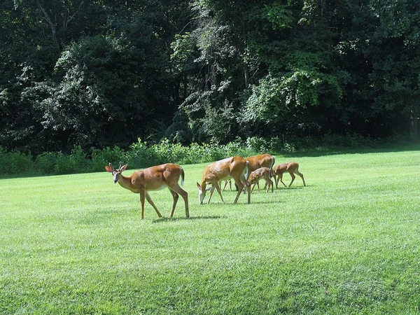 草の上に採餌鹿の家族 — ストック写真