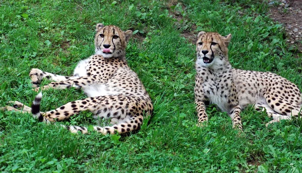 Deux guépards ludiques — Photo