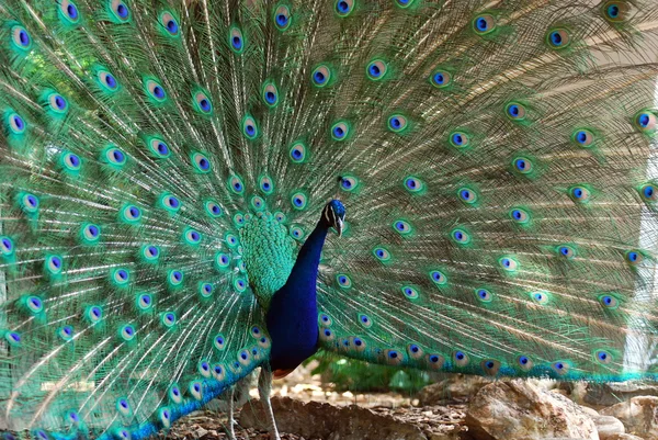 A Dancing Peacock — Stock Photo, Image