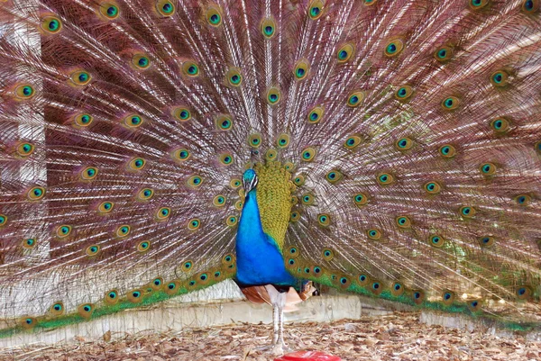 dans eden bir tavus kuşu