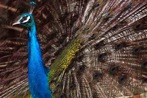 dans eden bir tavus kuşu