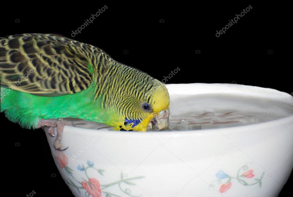 A Budgie bird drinking water from a bowl