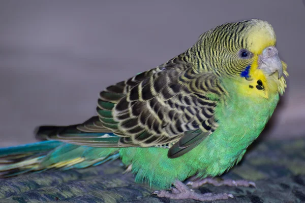 Un uccello Budgie seduto su un tappeto verde — Foto Stock