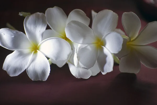 Bordo arka plan üzerinde birçok frangipani beyaz ve sarı çiçek